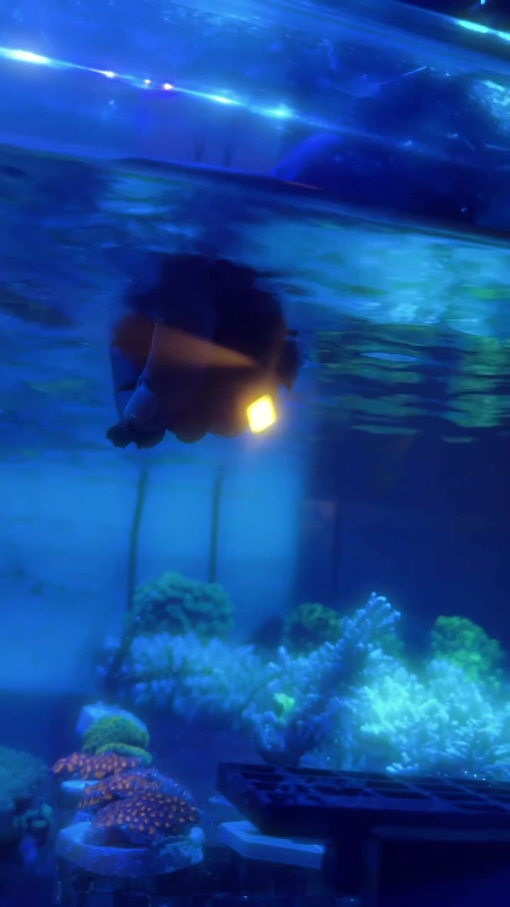 The Naso doesn’t just swim, It commands attention with every move.