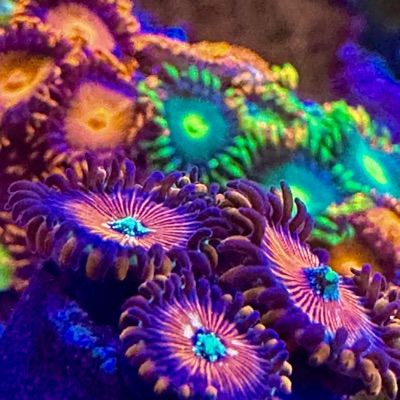 infamousreef