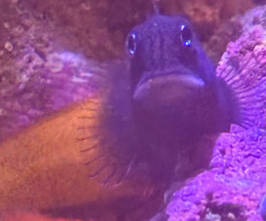 Bicolor Blenny