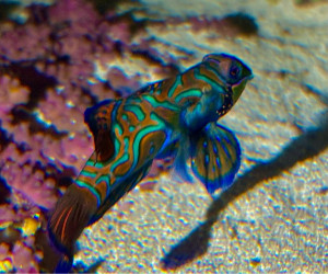 Blue Mandarin Dragonet