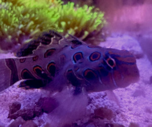 Spotted Mandarin Dragonet