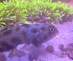 Spotted Mandarin Dragonet