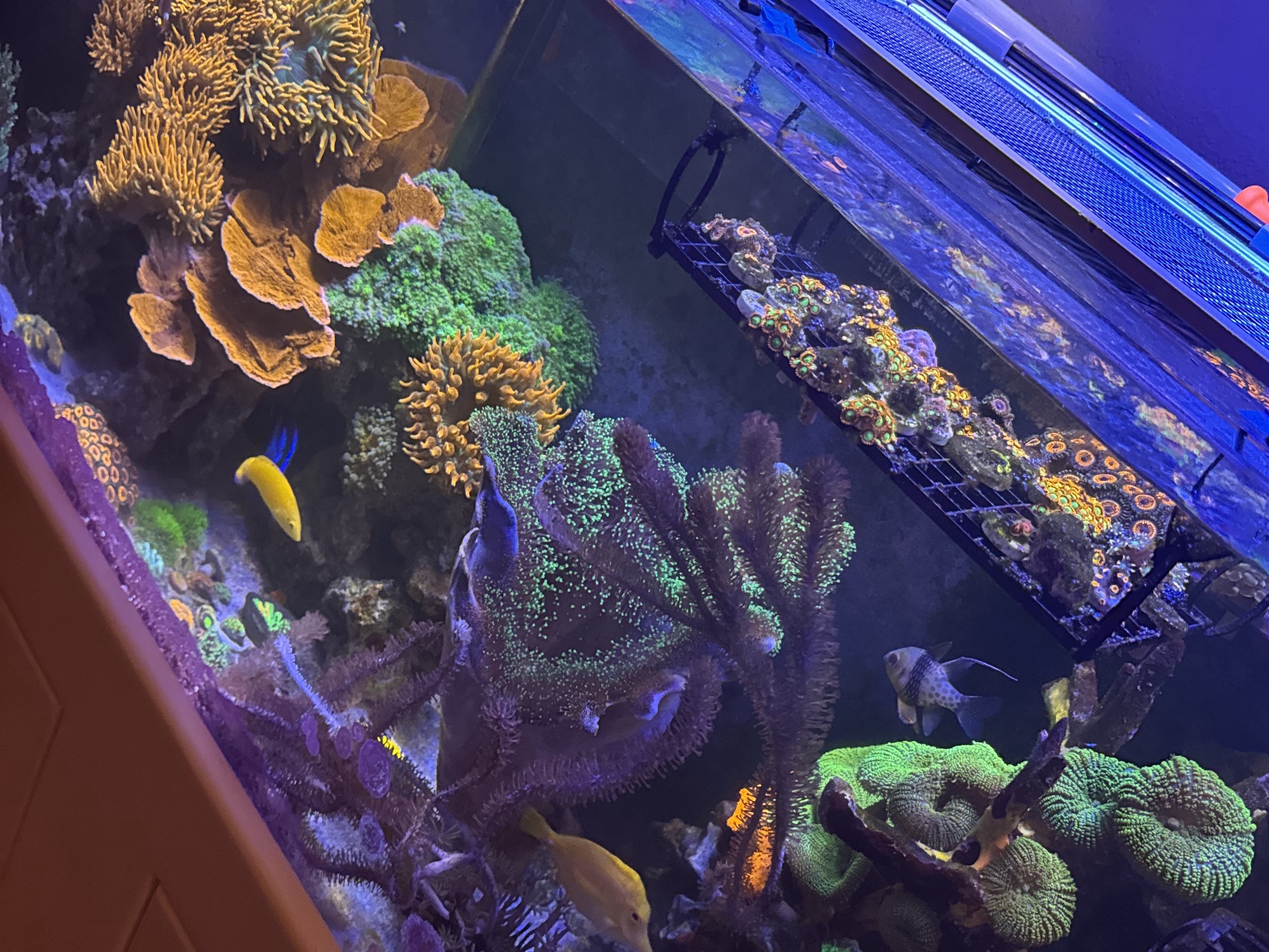 Tank Image