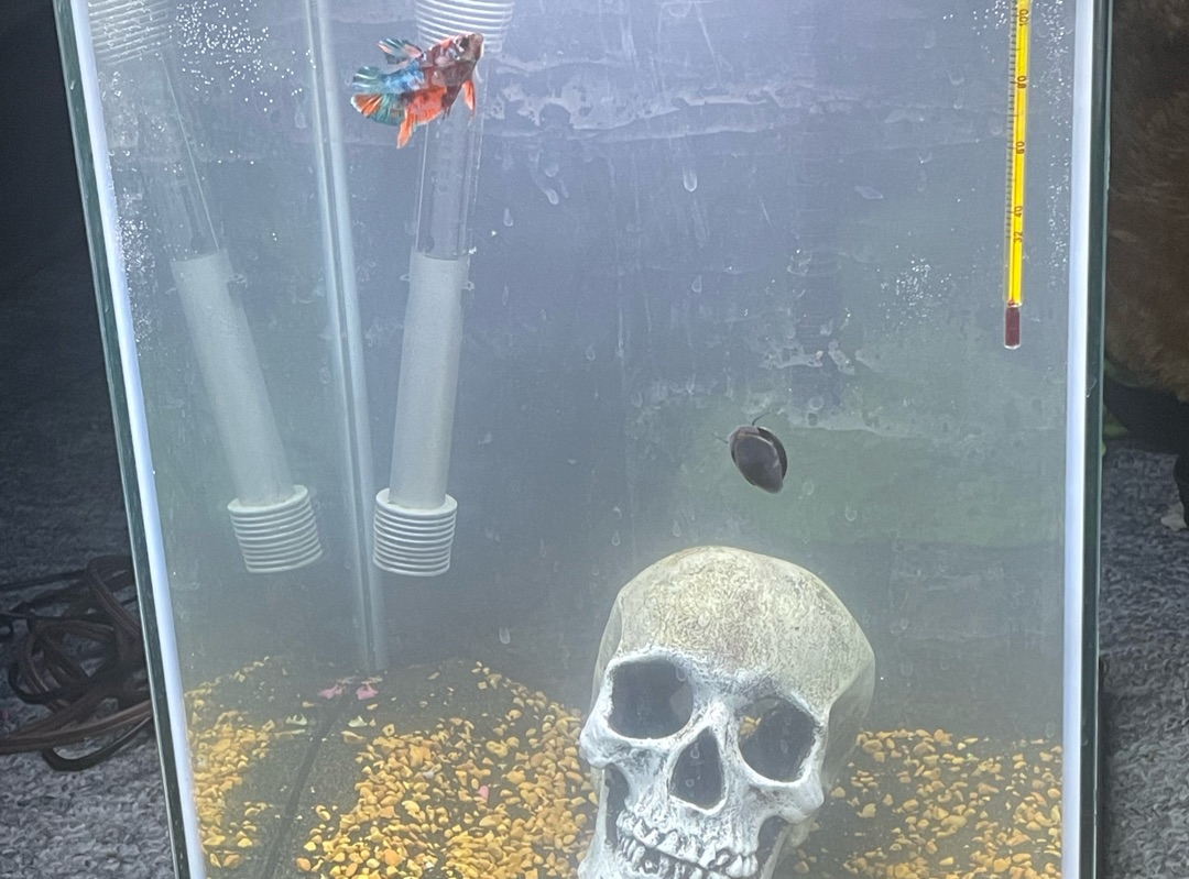 Tank Image