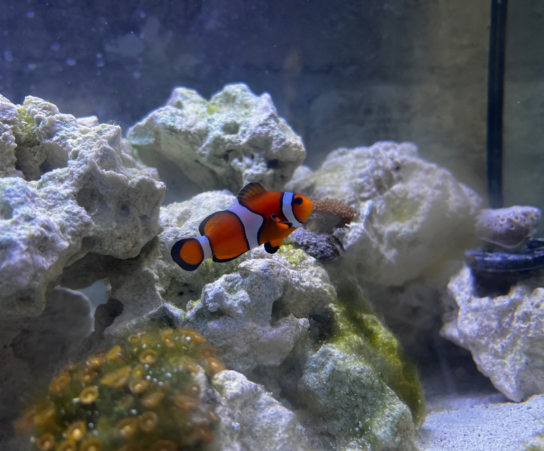 Ocellaris Clownfish