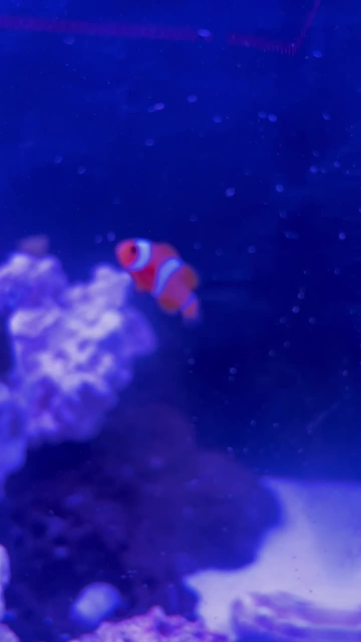 Hi this is my first tank ever and it’s been going well. I just got my...