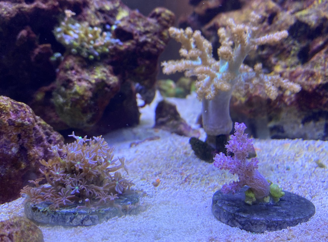 Tank Image