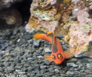 Fish Library Preview