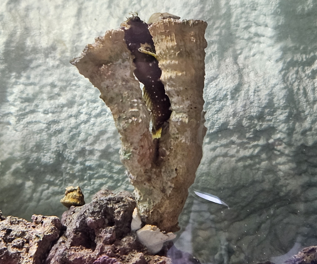Disco Blenny