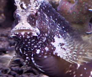 Starry Blenny