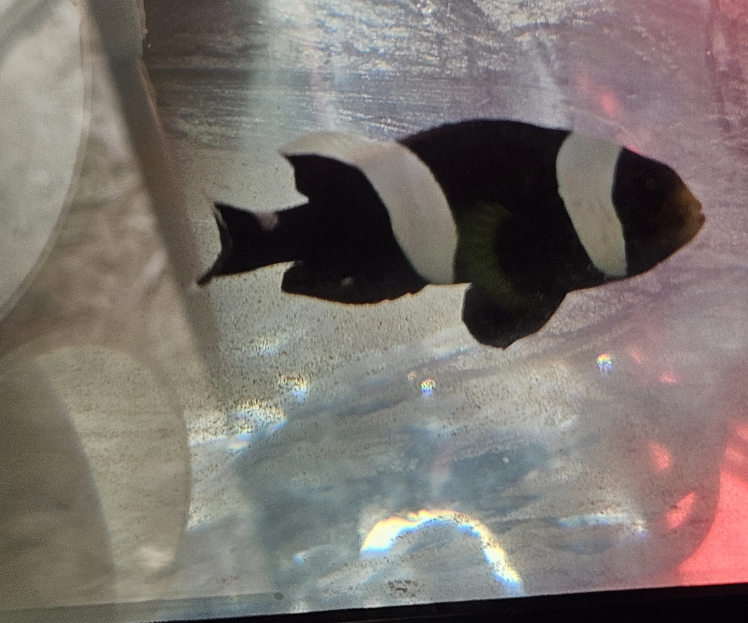 Saddleback Clownfish