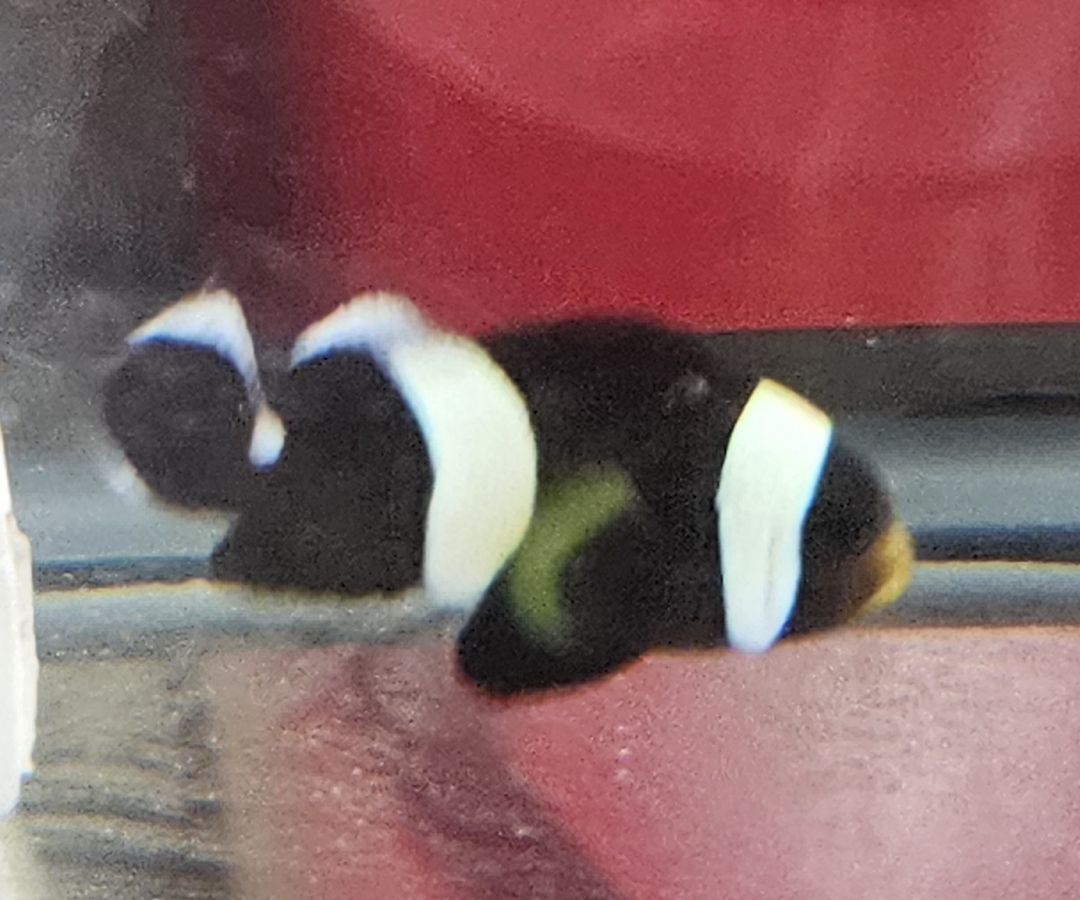 Black Saddleback Clownfish