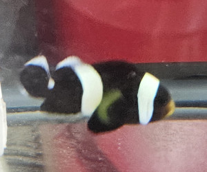 Black Saddleback Clownfish