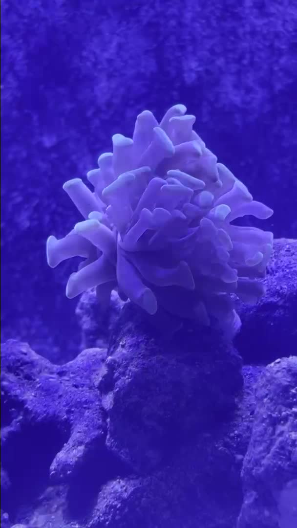 Does my hammer look healthy, Also is it in too much flow or too little flow.