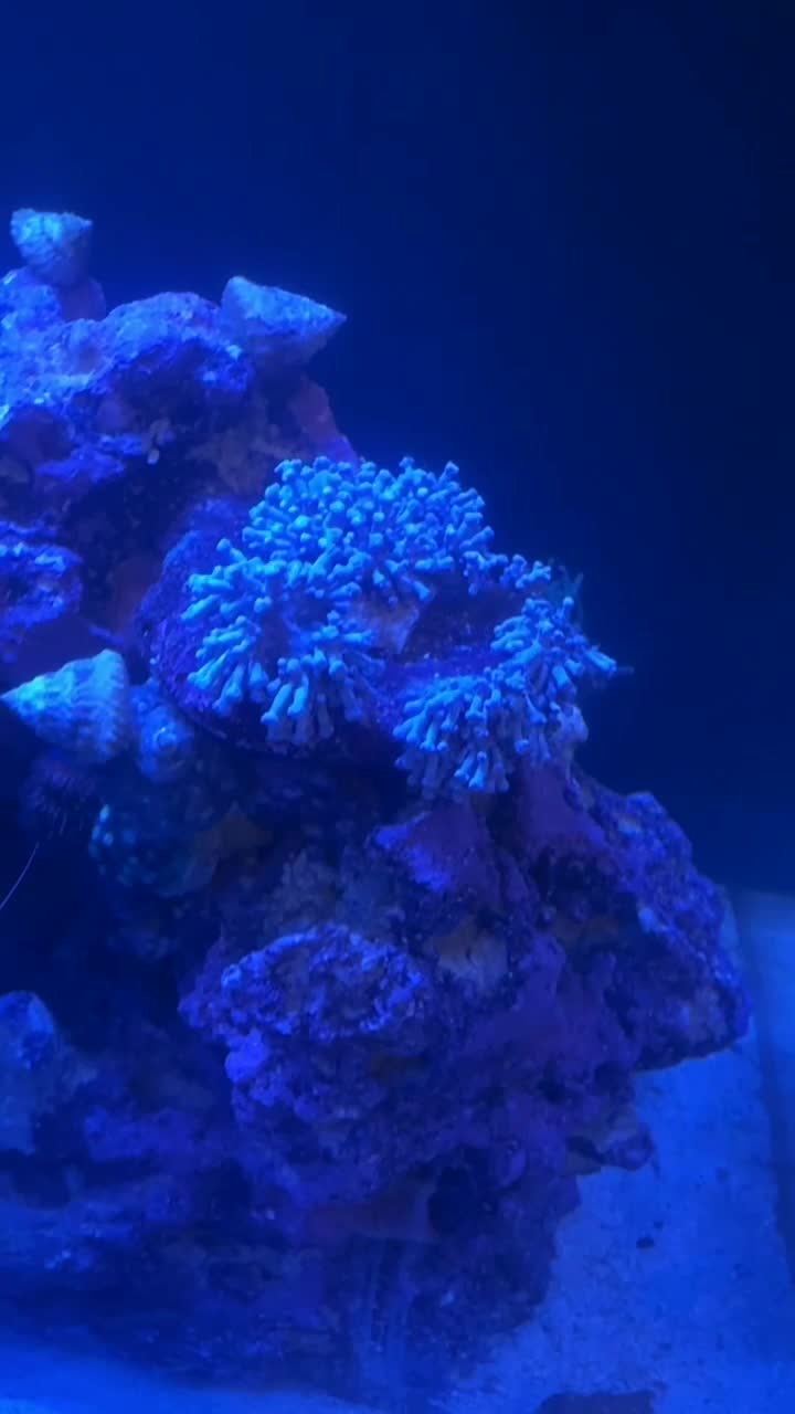 Pulsing Xenia is no longer pulsing. Any advice here ? Thank you.