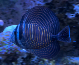 Fish Library Preview