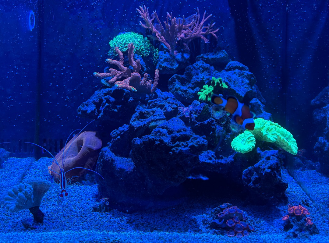 Tank Image