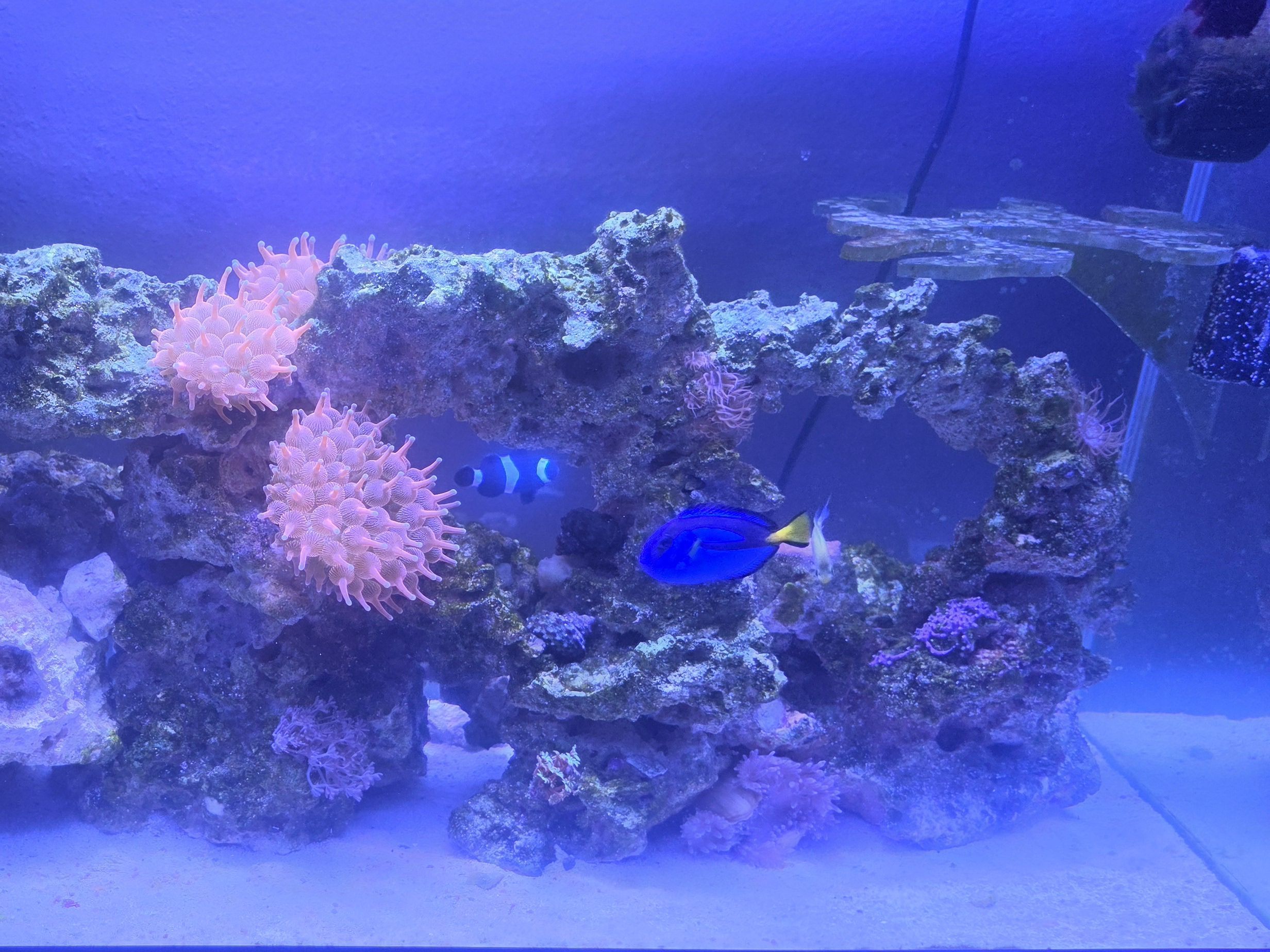 Tank Image