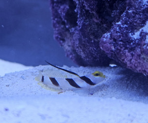 Black-ray Goby