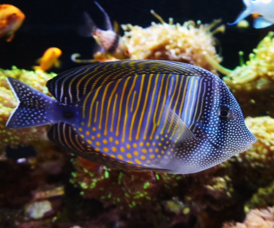 Sailfin Desjardinii