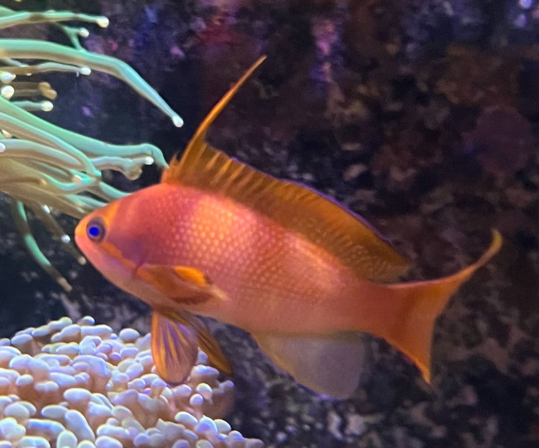 Lyretail Anthias