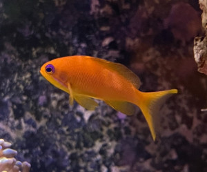 Fish Library Preview