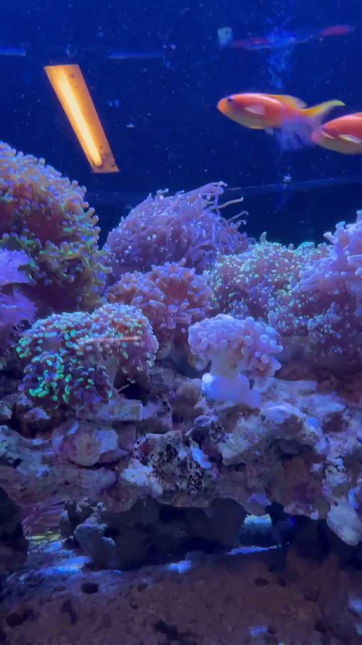 Morning tank views ☀️ I’ve been loving the vibrant yellow of my Foxfac...