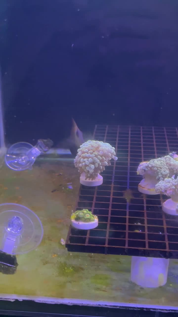 New fish 🐠 New tank. FRAG TANK! First time cutting hammer frags. Some...