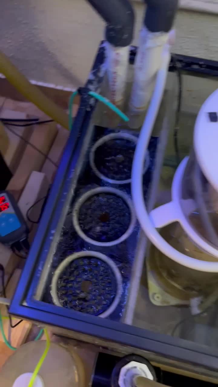 My tank is running HOT 🥵 Adding some RODI ice cubes to the sump to sl...