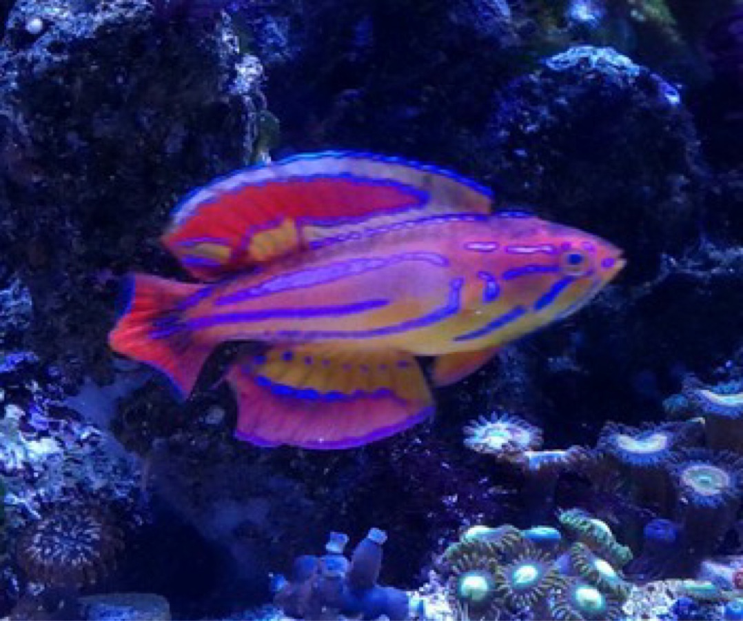 Diamond Tail Flasher Wrasse