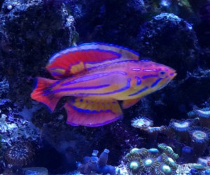 Diamond Tail Flasher Wrasse