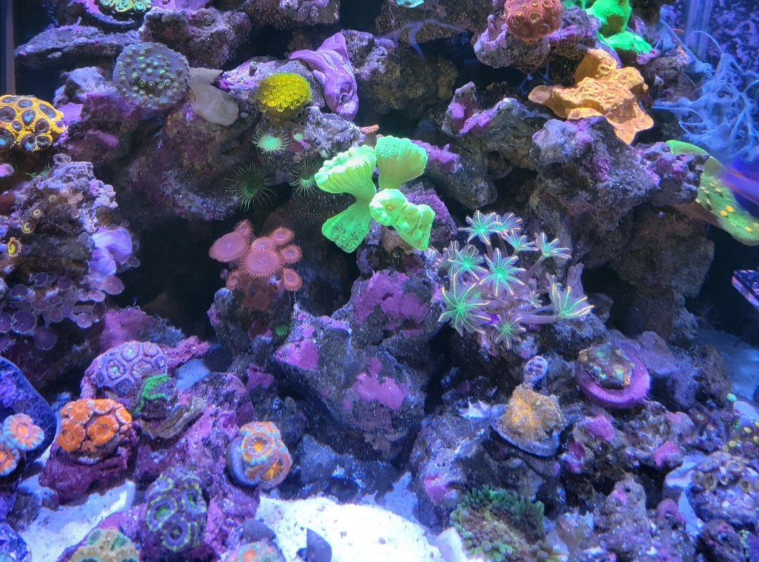 Tank Image