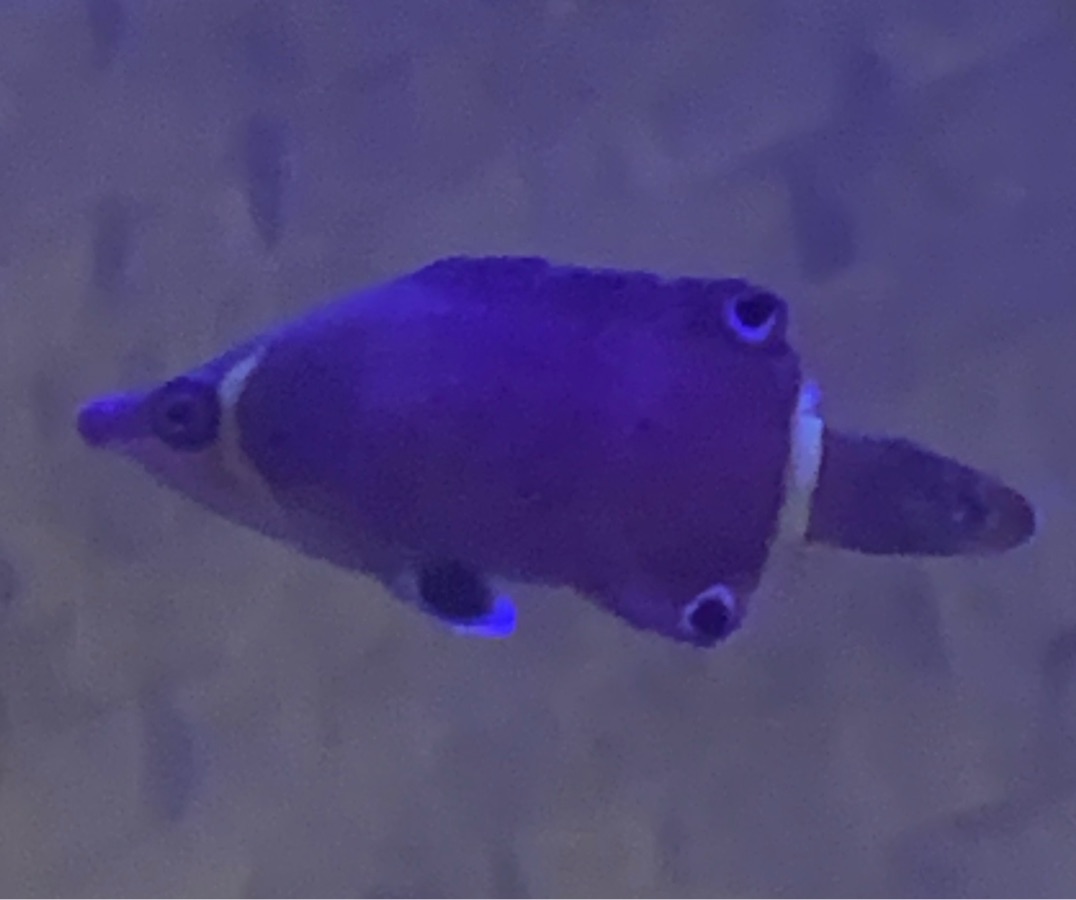 Yellow Banded Possum Wrasse