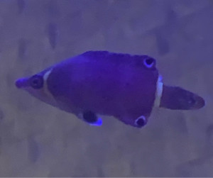 Yellow Banded Possum Wrasse