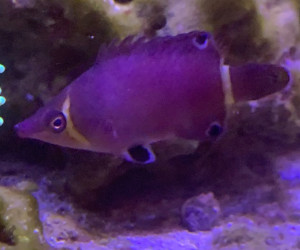 Yellow Banded Possum Wrasse