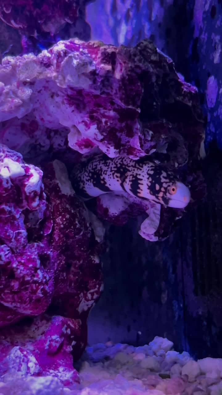 Two of the newest characters in the tank🔥 | ReefBay