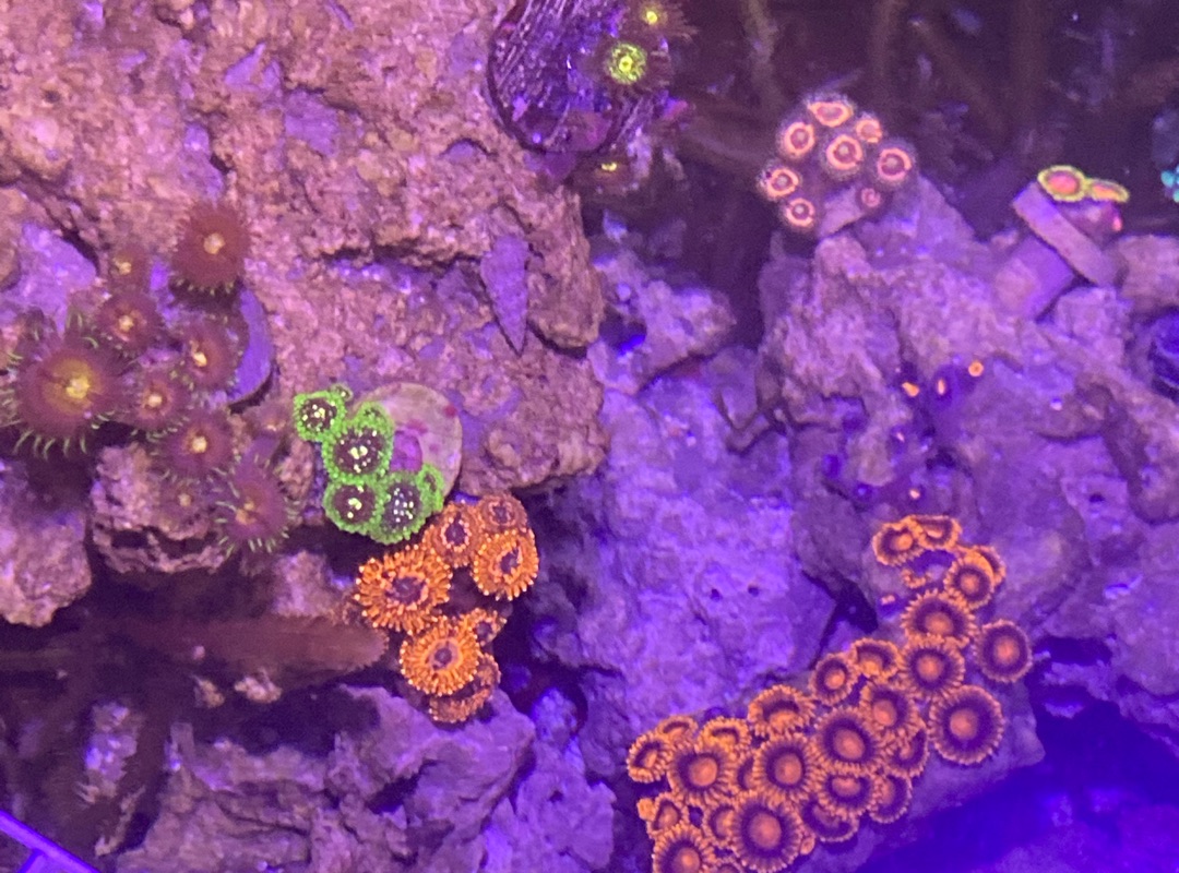 Tank Image