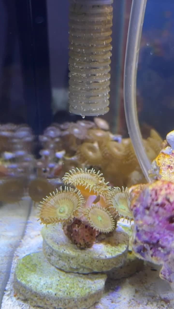 Started a Whatever tank* 5.5 gallons. Whatever corals that look bad or...