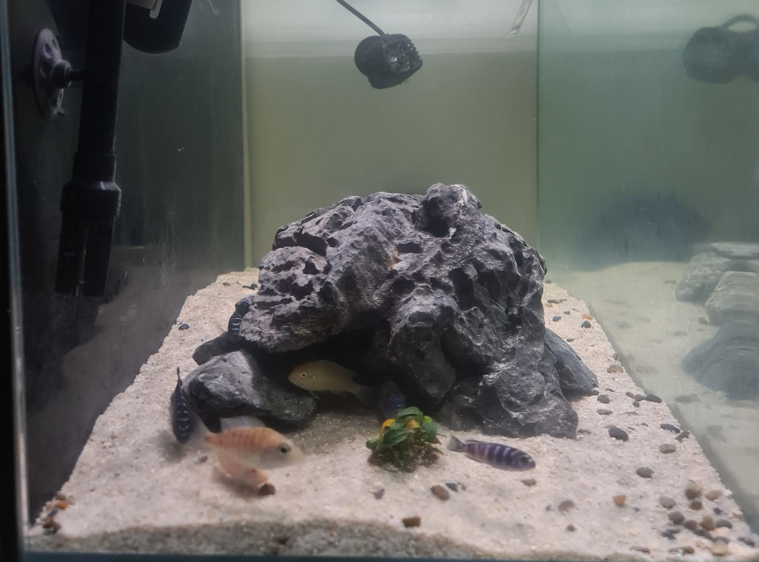 Tank Image