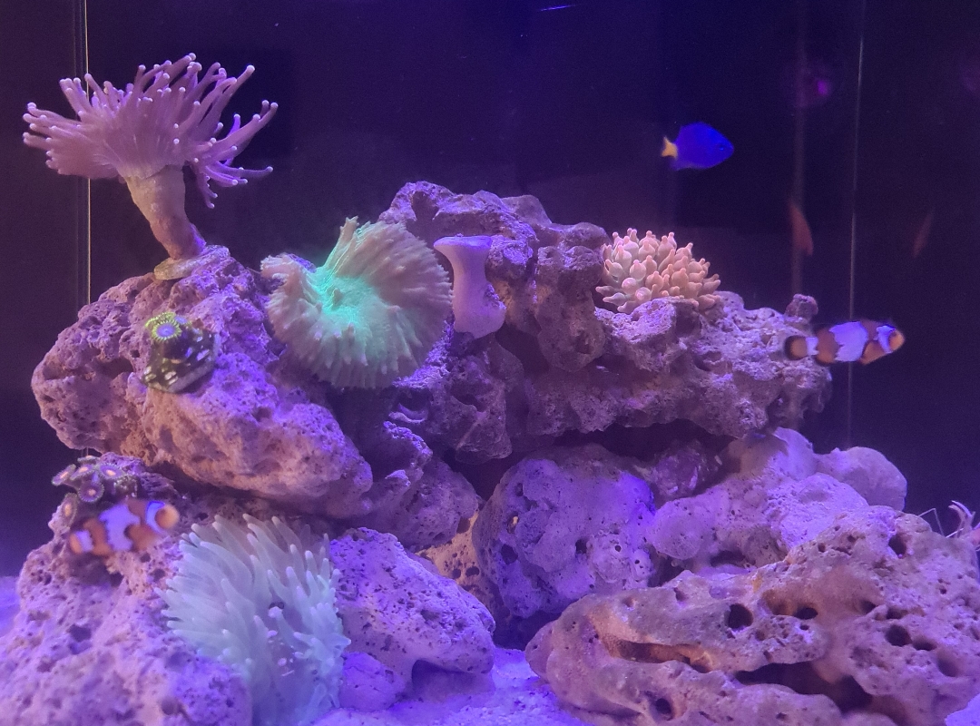 Tank Image