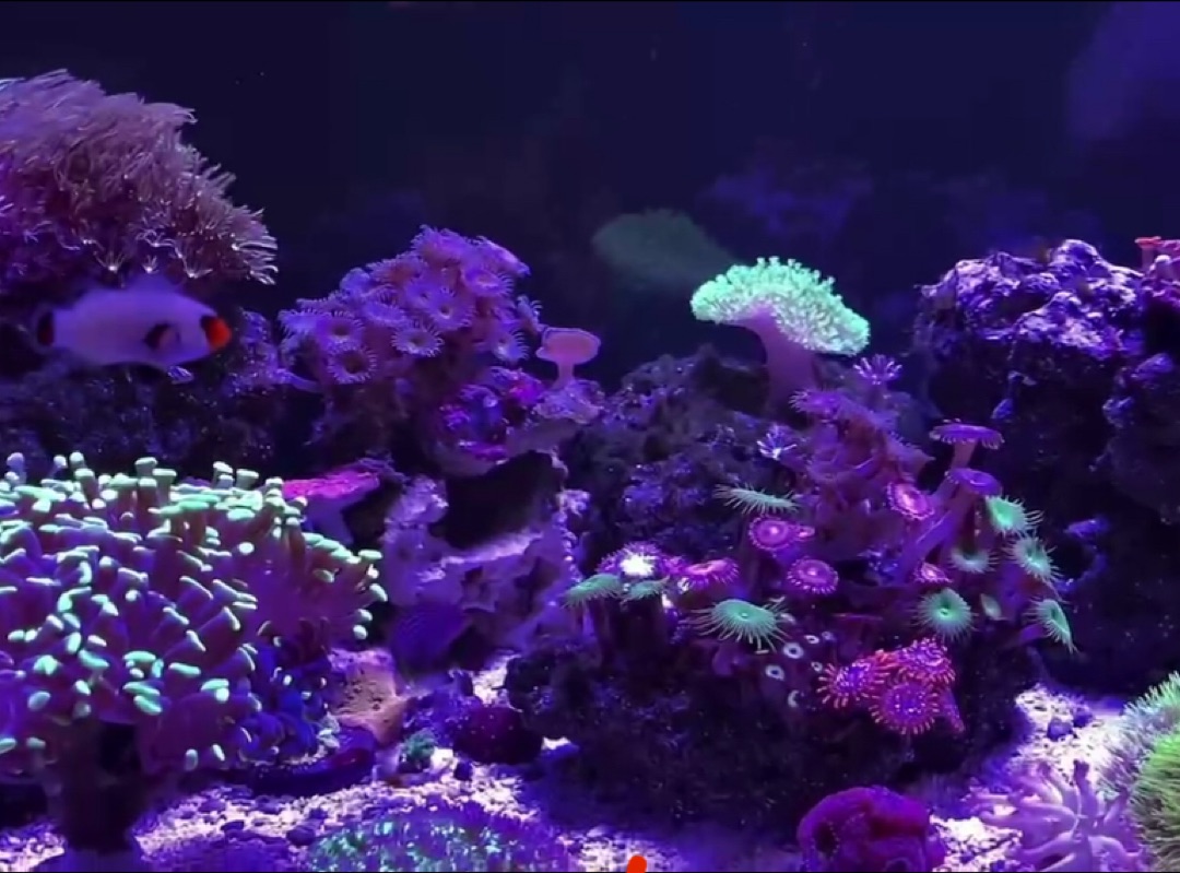 Tank Image