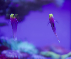 Fish Library Preview