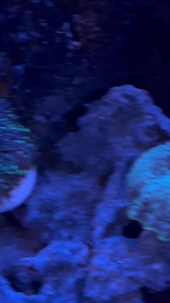 Just wanted to share this video 😁 | ReefBay