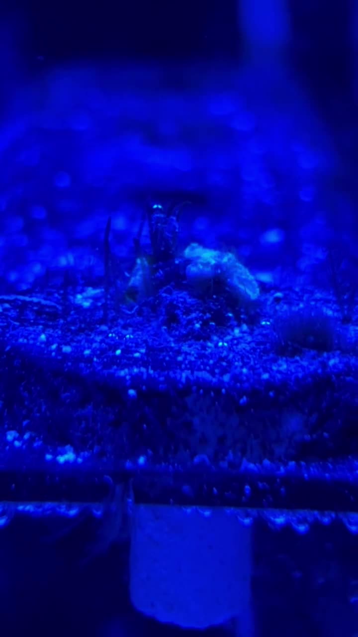 Sooo, I have algae growing on my Zoas plug it’s glued too.. how can I...