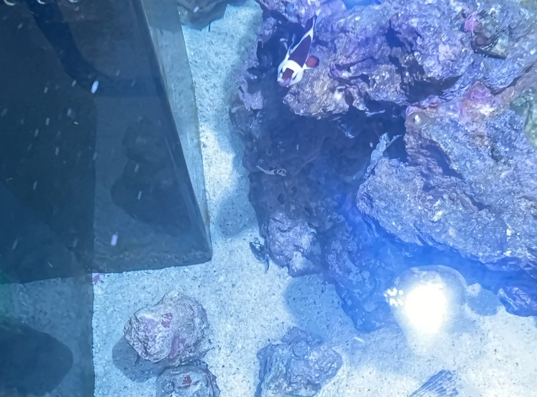 Tank Image