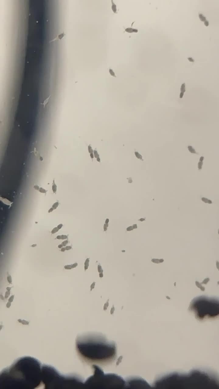 Morning from London! Just found these guys in my sump’s reac... | ReefBay