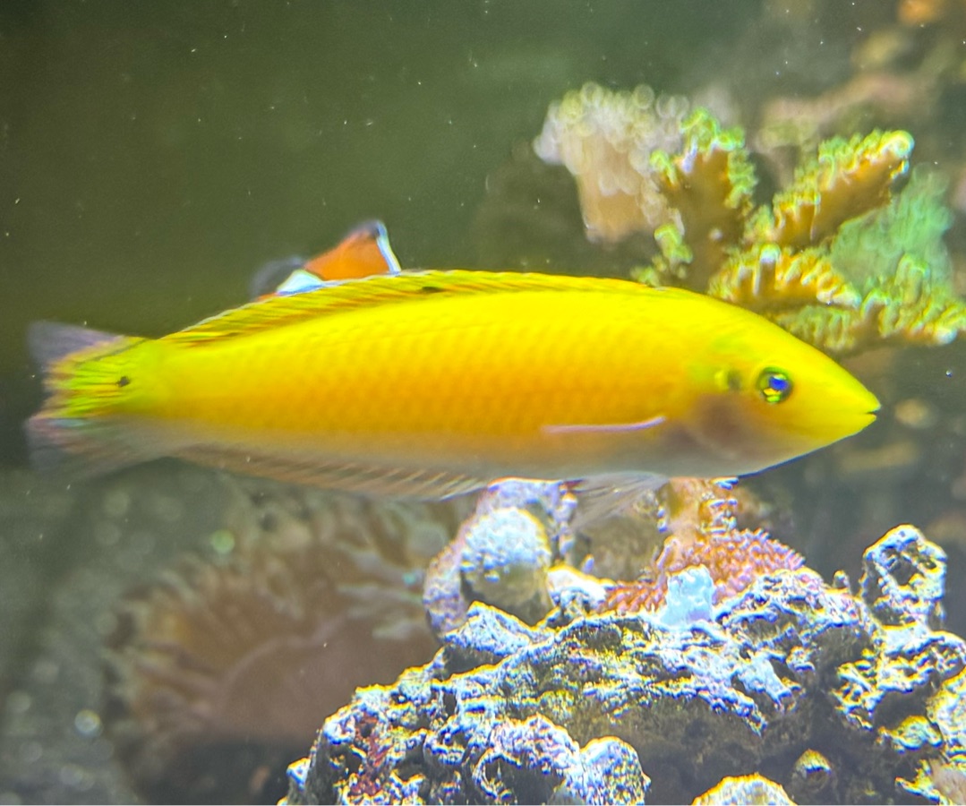 Yellow/Purple Wrasse
