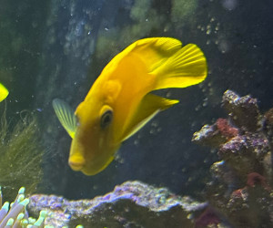 Lemon Tang