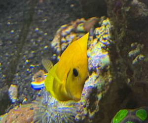 Fish Library Preview