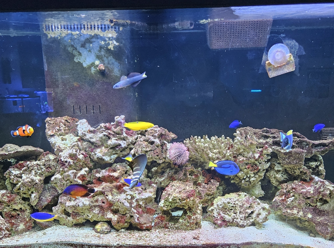 Tank Image